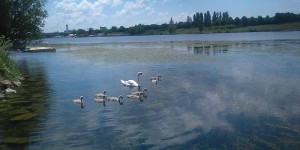 Beitragsbild des Blogbeitrags daham #77: Donauinsel