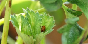 Beitragsbild des Blogbeitrags daham #94: Guten Morgen! 