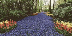 Beitragsbild des Blogbeitrags The Flower Experience – Keukenhof & Annemarie Pluktuin, Holland