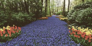 Beitragsbild des Blogbeitrags The Flower Experience – Keukenhof & Annemarie Pluktuin, Holland 