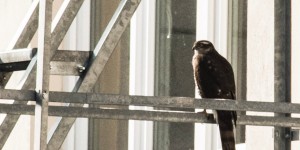 Beitragsbild des Blogbeitrags Tierische Begegnungen – Stadtvögel 