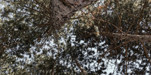 Beitragsbild des Blogbeitrags Tiefe Naturverbindung Online – YES, es geht!