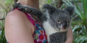 Beitragsbild des Blogbeitrags Australien: Meine Top 5 an der Ostküste. Teil 1!