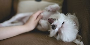 Beitragsbild des Blogbeitrags Das etwas andere Bauchmuskeltraining.