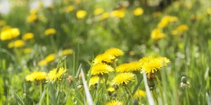 Beitragsbild des Blogbeitrags Sonnen im Garten, einfach Entgiften und Schmanckerl am Teller 