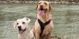 Beitragsbild des Blogbeitrags Dürfen wir vorstellen? – Chelsea und Jimmy unsere 4-beinigen Begleiter