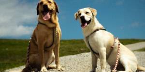 Beitragsbild des Blogbeitrags Wandern mit Hund: Moosangerlalm St.Koloman