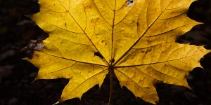 Beitragsbild des Blogbeitrags Sigma sd Quattro im Test 