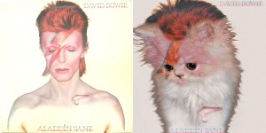 Beitragsbild des Blogbeitrags Alfra Martini – Katzen als Cover Star Doubles