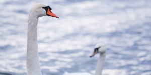 Beitragsbild des Blogbeitrags Das Sigma 135mm F1.8 macht Spaß