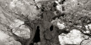Beitragsbild des Blogbeitrags Beth Moon und die Bäume