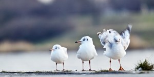 Beitragsbild des Blogbeitrags Ich hab mir ein Sigma 100-400mm F5-6.3 C gekauft