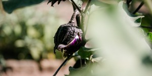 Beitragsbild des Blogbeitrags SIGMA 105mm f/2,8 EX DG OS HSM Makro