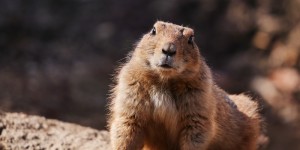 Beitragsbild des Blogbeitrags Sigma 100-400mm 5-6.3 DG HSM OS C geht in den Zoo