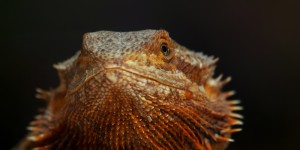 Beitragsbild des Blogbeitrags Sigma 100-400mm F5-6.3 Contemporary im Test