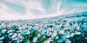 Beitragsbild des Blogbeitrags Blütenpracht in Japan – fotografiert von Yuichi Yokata