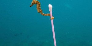 Beitragsbild des Blogbeitrags Das Seepferdchen von Justin Hofman