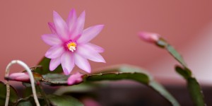 Beitragsbild des Blogbeitrags Fotos aus dem Garten 