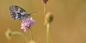 Beitragsbild des Blogbeitrags Sigma 135mm und sein Abbildungsmaßstab‎ von ‎1:5 