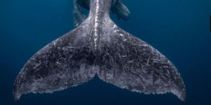 Beitragsbild des Blogbeitrags National Geography Travel Photographer of the Year 2018