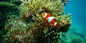 Beitragsbild des Blogbeitrags Sommer, Sonne, Unterwasserfotos