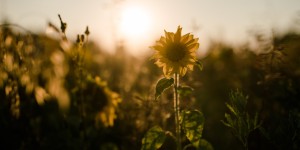 Beitragsbild des Blogbeitrags Die Stimmung der goldenen Stunde 