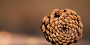 Beitragsbild des Blogbeitrags Ein Nachmittag im Park