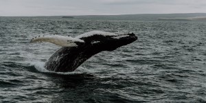 Beitragsbild des Blogbeitrags Ein Traum wird wahr: Whale Watching 