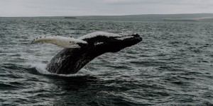 Beitragsbild des Blogbeitrags Ein Traum wird wahr: Whale Watching