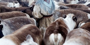 Beitragsbild des Blogbeitrags Oded Wagenstein – Altern in der Tundra „Forgotten Like Last Year’s Snow“ 