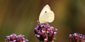 Beitragsbild des Blogbeitrags Schöner Tag nach der Temperatur-Achterbahn