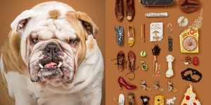 Beitragsbild des Blogbeitrags „MEINS“ Hunde-Portraits mit Extras