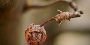 Beitragsbild des Blogbeitrags Freelensing mit der Sigma sd Quattro 