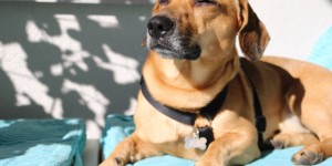 Beitragsbild des Blogbeitrags Hund bleibt Hund. Filou’s komische & zugleich beängstigende Eigenheiten. 