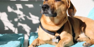 Beitragsbild des Blogbeitrags Hund bleibt Hund. Filou’s komische & zugleich beängstigende Eigenheiten.