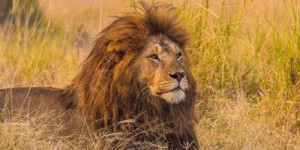 Beitragsbild des Blogbeitrags Tansania Safari – Sansibar Urlaub