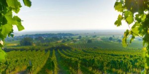 Beitragsbild des Blogbeitrags Hotel Post Illmitz – Neusiedlersee