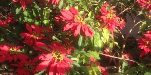 Beitragsbild des Blogbeitrags Magst du Weihnachten? Wirklich? Teil 1