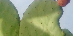 Beitragsbild des Blogbeitrags Die Frucht an deinem Ohr