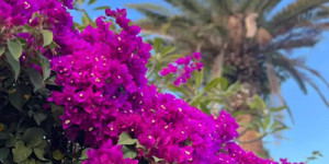 Beitragsbild des Blogbeitrags Der Garten uns´rer Lieb´