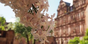 Beitragsbild des Blogbeitrags Auf Erkundungstour in und um Heidelberg