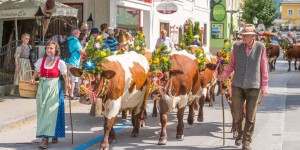 Beitragsbild des Blogbeitrags Wenn der Herbst ins Land zieht – Almabtrieb in Radstadt 