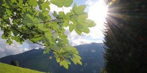 Beitragsbild des Blogbeitrags Auf grünen Pfaden die „Kraft der Bäume“ erwandern –  Wagrain-Kleinarl 