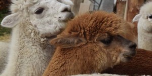Beitragsbild des Blogbeitrags Königshof Alpaka – Ein tierisch gutes Familienerlebnis 