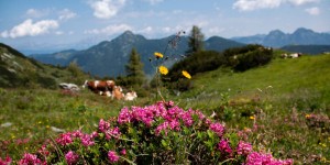 Beitragsbild des Blogbeitrags Die Kraft der Kräuter: Wie die Natur unsere Sinne belebt
