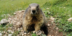Beitragsbild des Blogbeitrags Tierisch schöne Wanderung mit den etwas anderen „Jausen Gefährten“