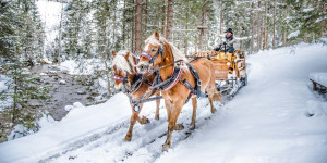 Beitragsbild des Blogbeitrags Mit 2 PS durch den Winterwald