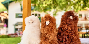 Beitragsbild des Blogbeitrags Markttag unter der Linde in Wagrain-Kleinarl