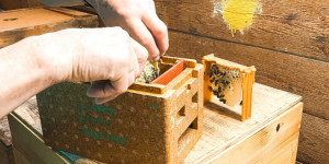Beitragsbild des Blogbeitrags Ernst Kocher – die Bienenkönigin vom Pongau