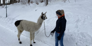 Beitragsbild des Blogbeitrags Mit dem Lama auf Tour